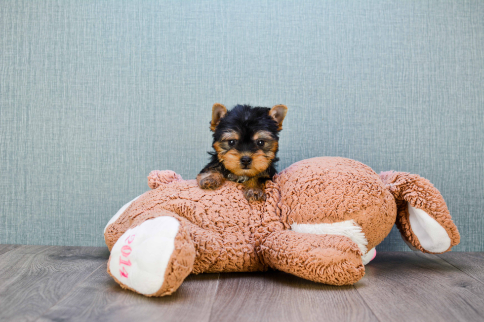 Meet Twinkle - our Yorkshire Terrier Puppy Photo 