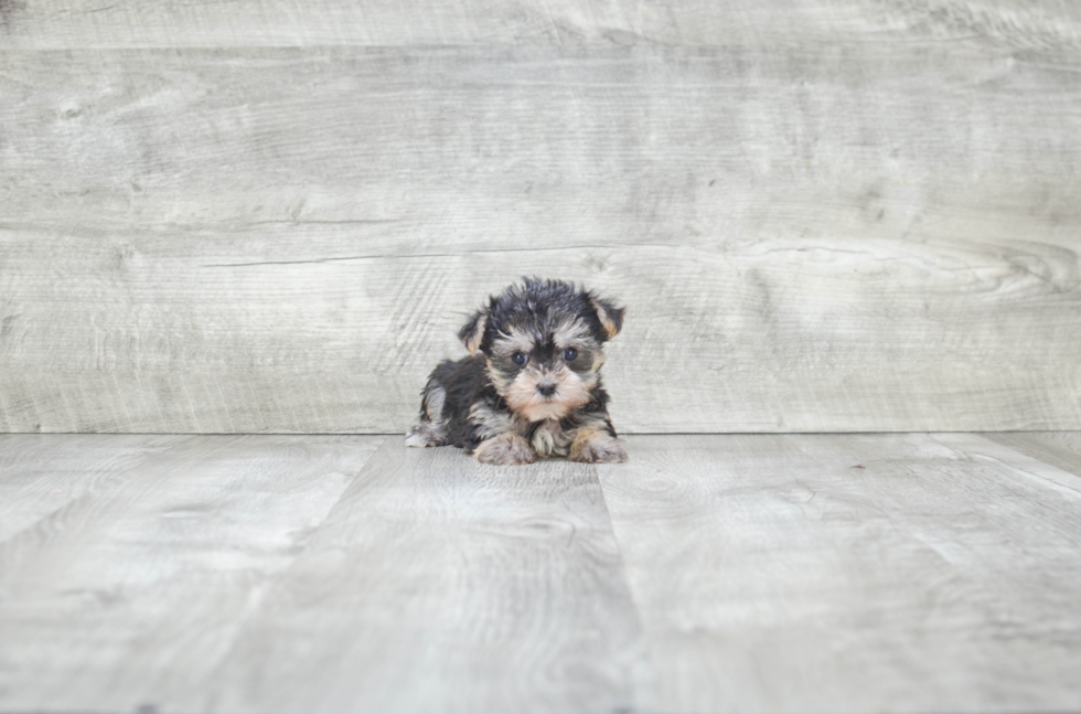 Petite Morkie Designer Pup