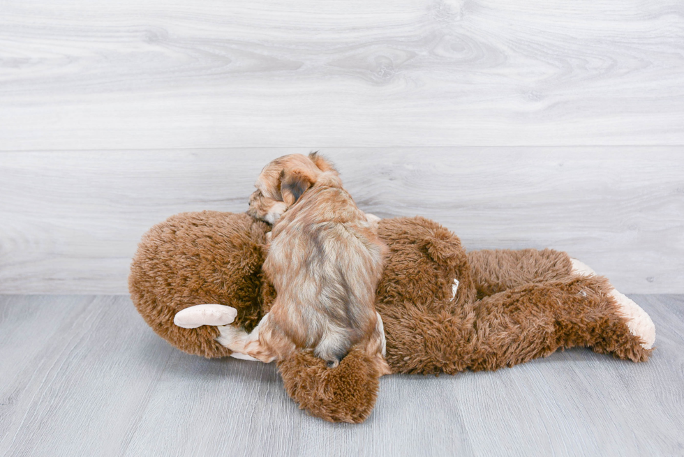 Smart Morkie Designer Pup