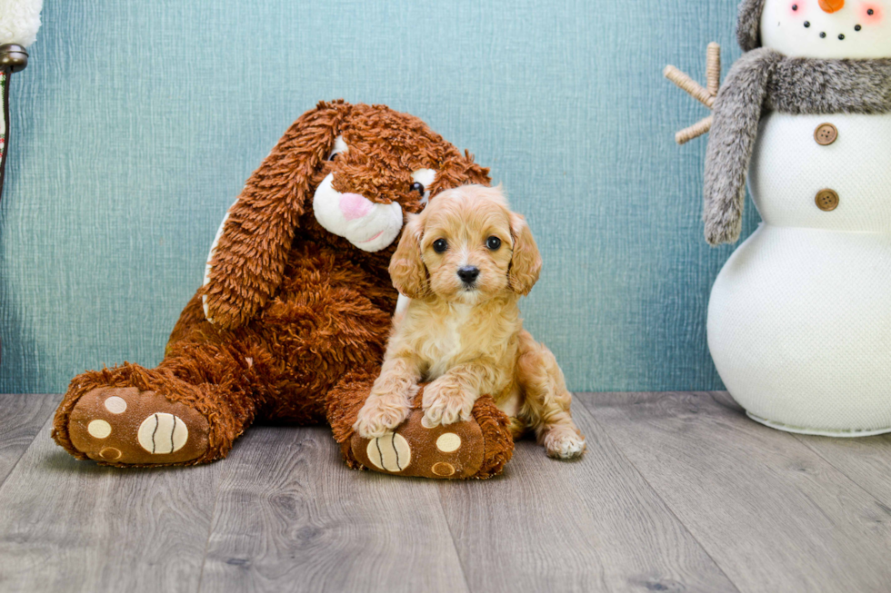 Cavapoo Pup Being Cute