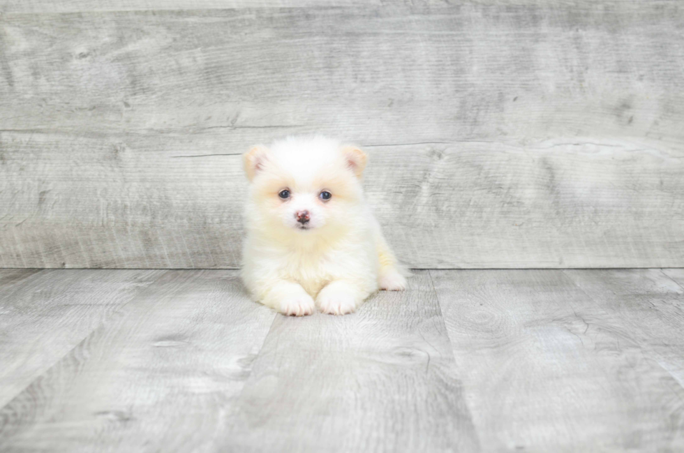 Hypoallergenic Pomeranian Baby