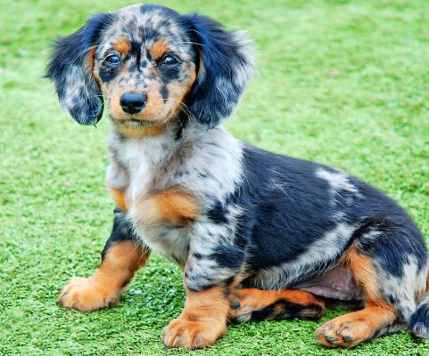 Mini Doxiedoodle Puppy For Sale - Premier Pups