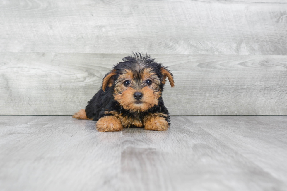 Meet Roxanna - our Yorkshire Terrier Puppy Photo 