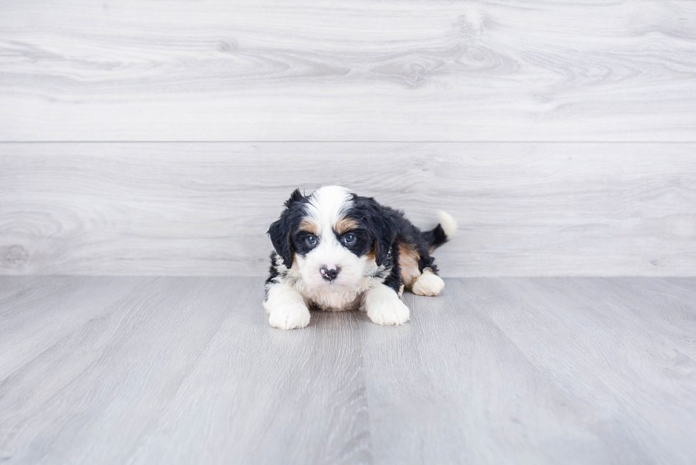 Fluffy Mini Bernedoodle Poodle Mix Pup