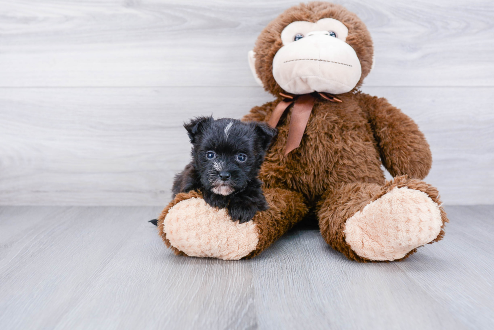 Morkie Puppy for Adoption