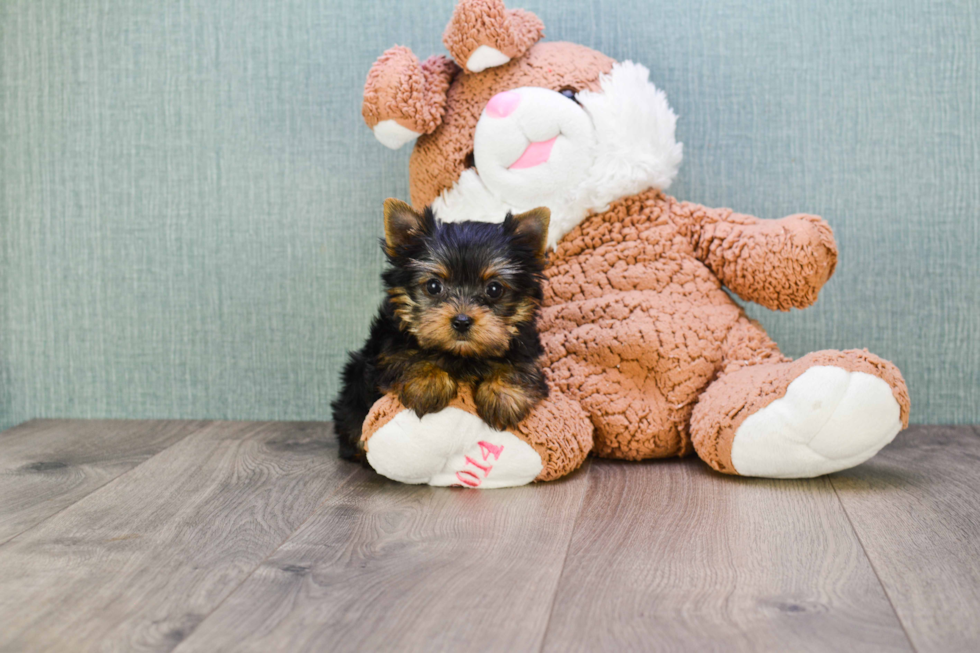 Meet Twinkle - our Yorkshire Terrier Puppy Photo 