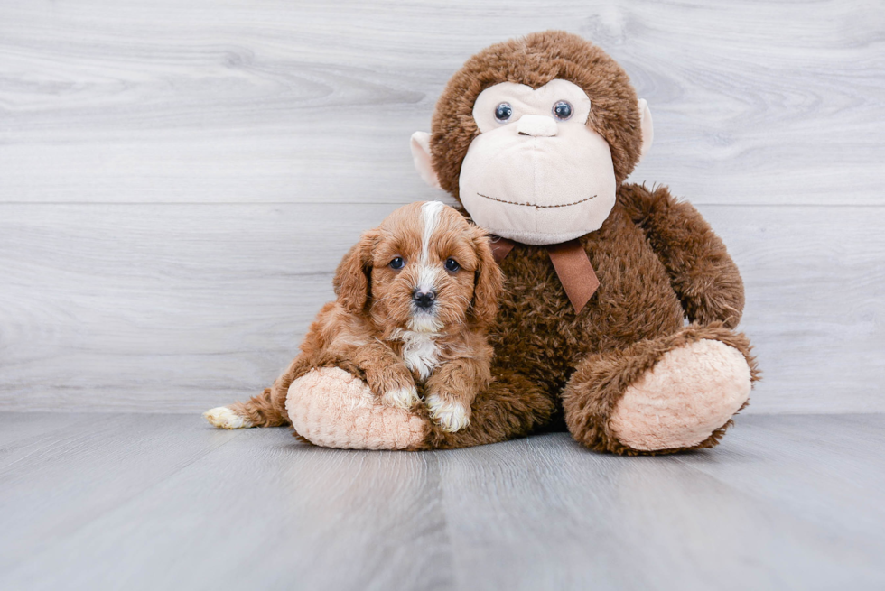 Cavapoo Puppy for Adoption