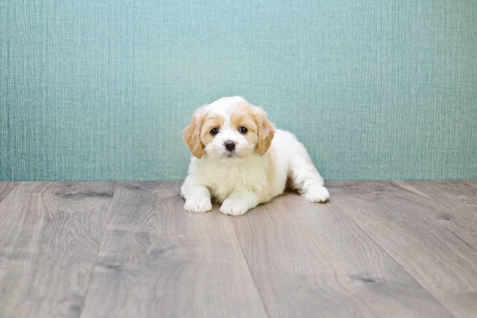 Little Cavalier Designer Puppy