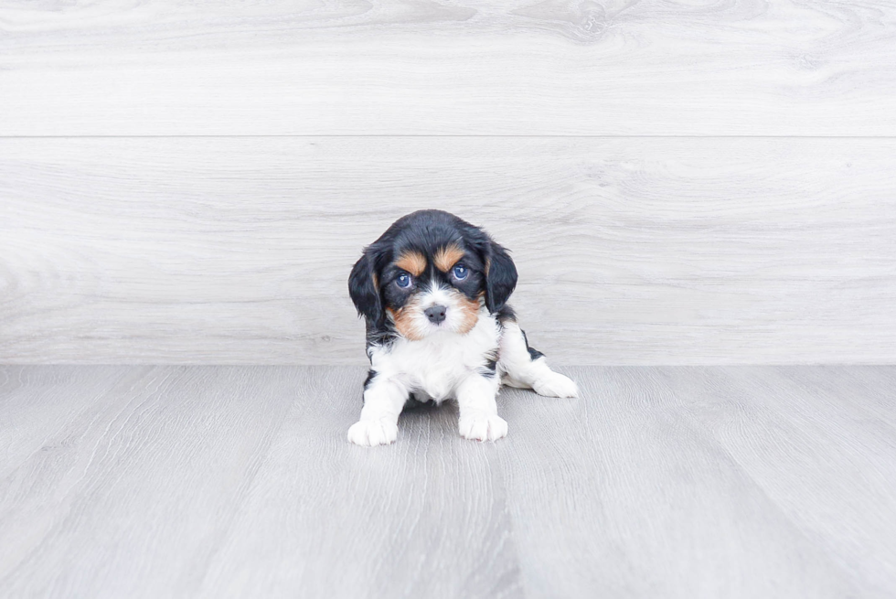 Playful Cavalier King Charles Spaniel Purebred Pup