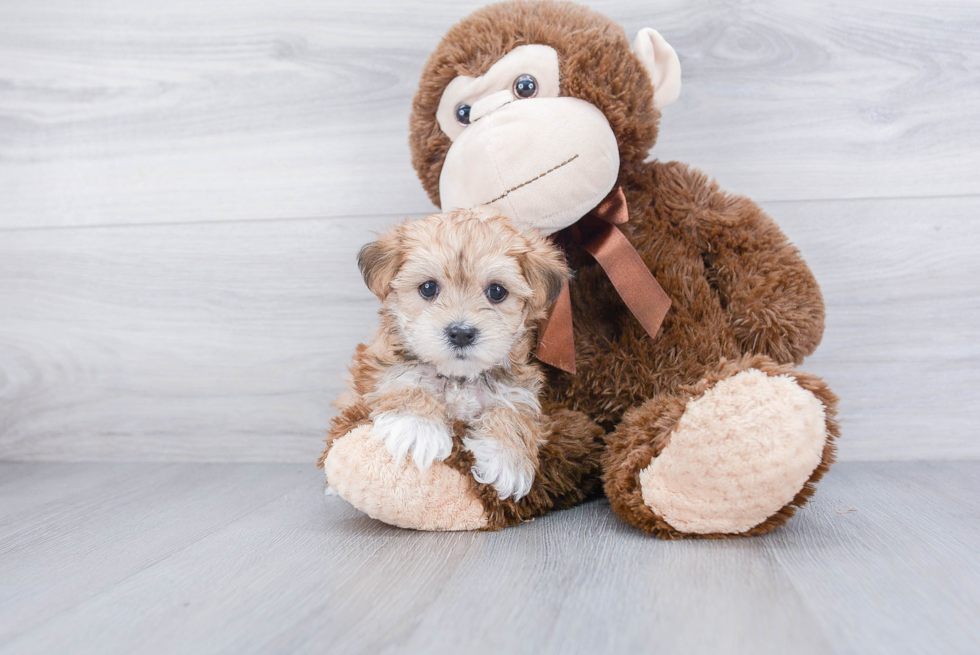 Morkie Pup Being Cute