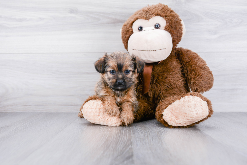 Friendly Morkie Baby