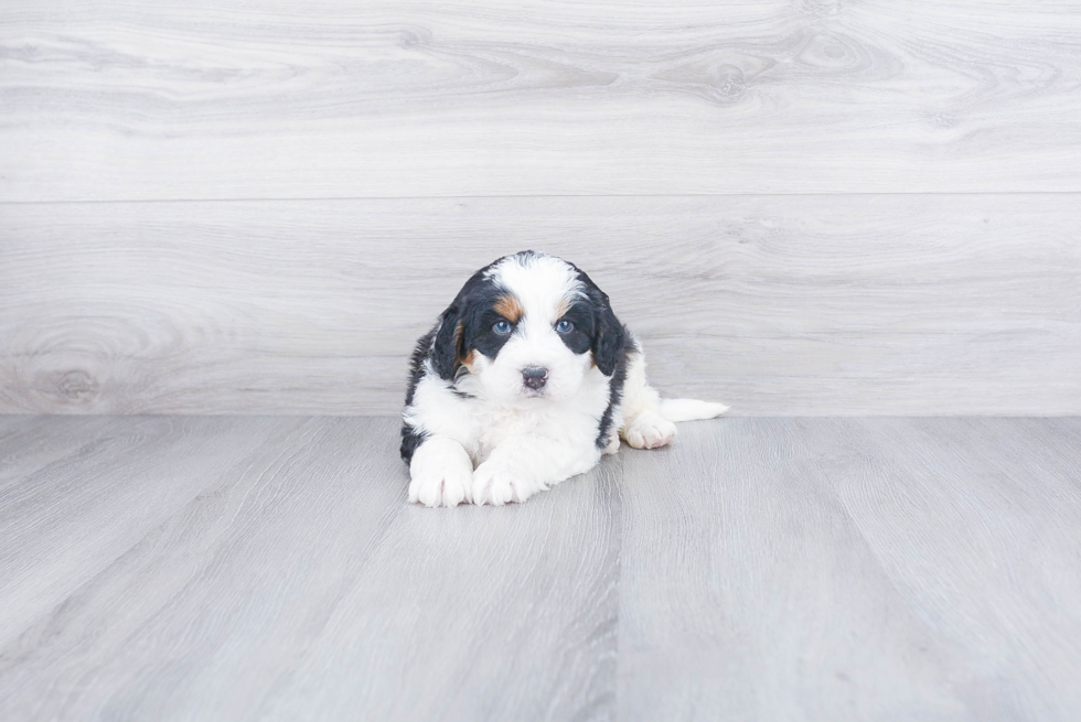 Mini Bernedoodle Pup Being Cute