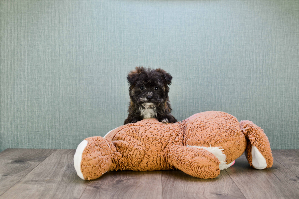 Morkie Pup Being Cute
