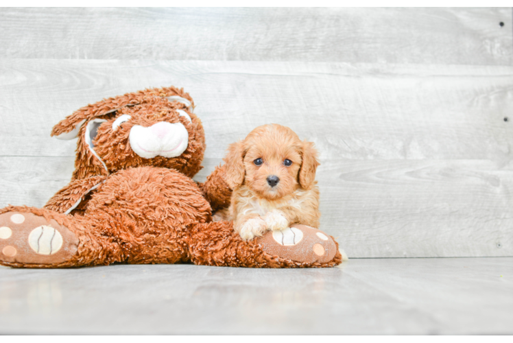 Sweet Cavapoo Baby