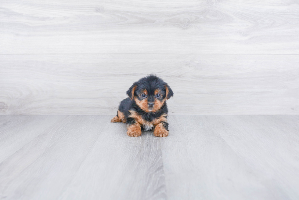 Best Yorkie Poo Baby