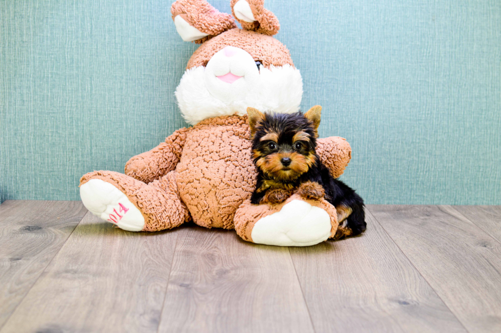 Meet Micro-Teacup-Giselle - our Yorkshire Terrier Puppy Photo 