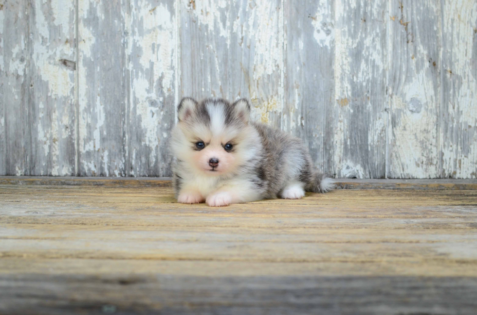 Small Pomsky Baby