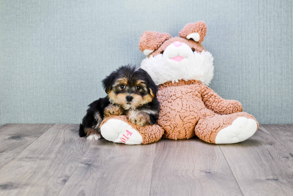 Adorable Yorkie Designer Puppy
