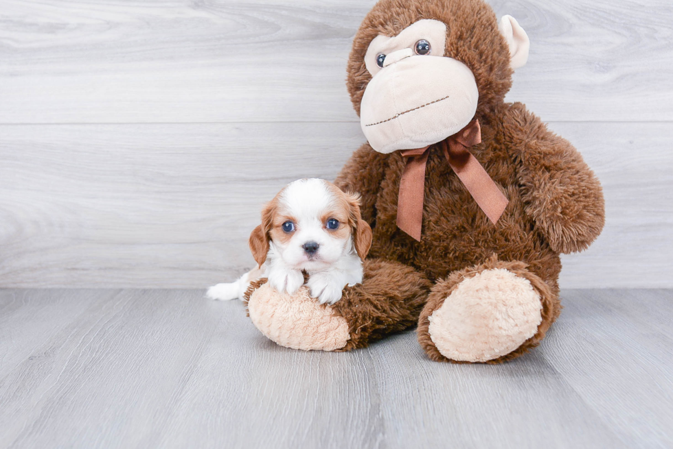 Cavalier King Charles Spaniel Puppy for Adoption