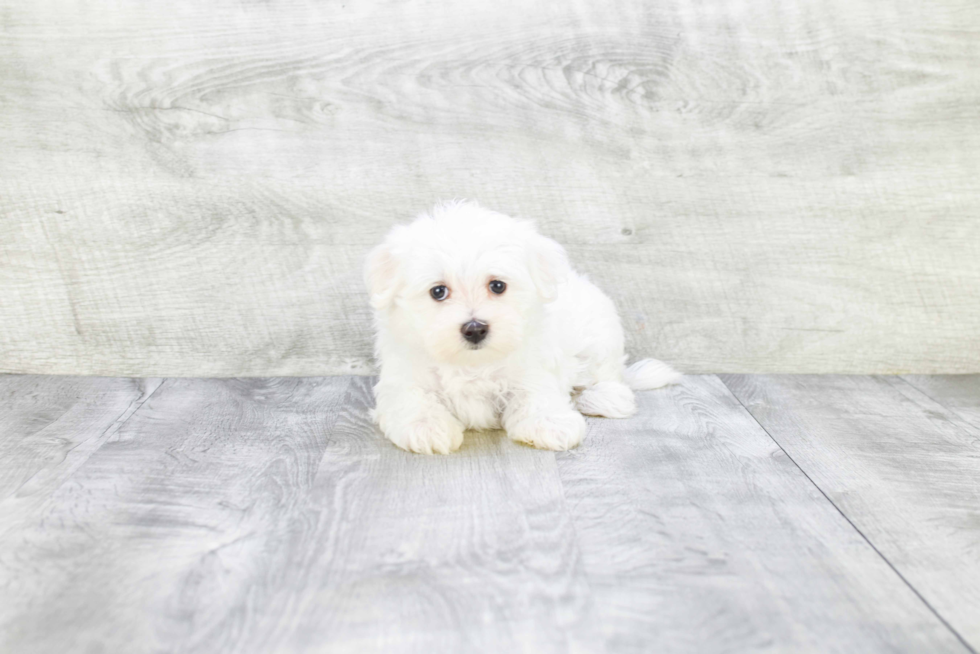 Energetic Maltese Purebred Puppy