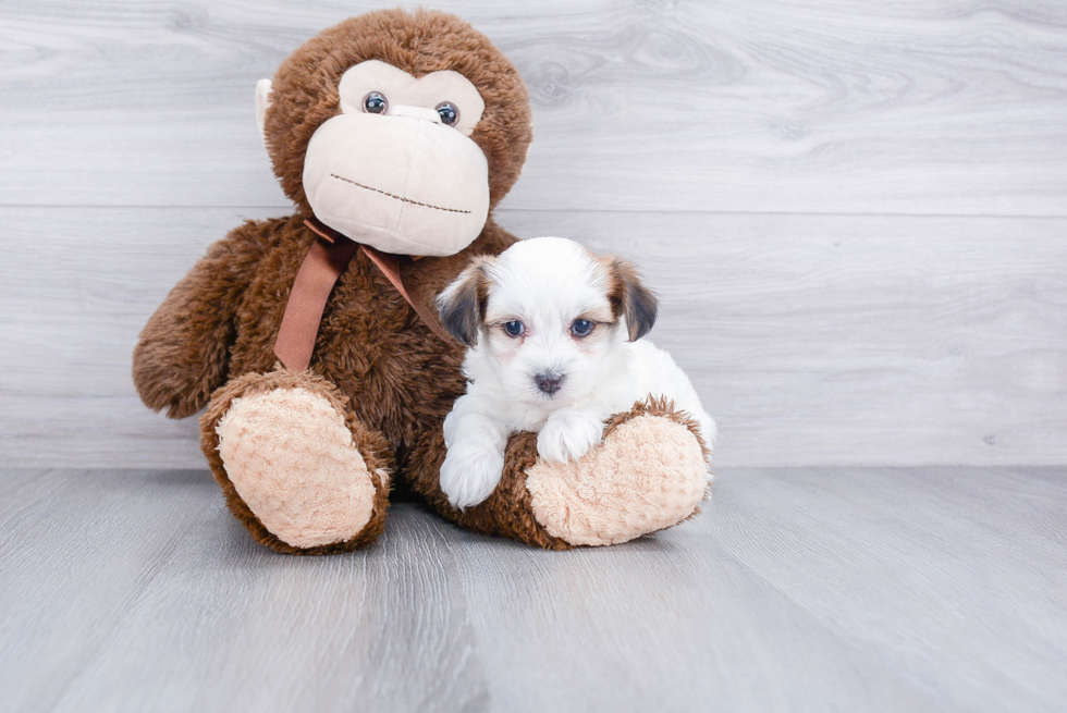 Popular Morkie Designer Pup