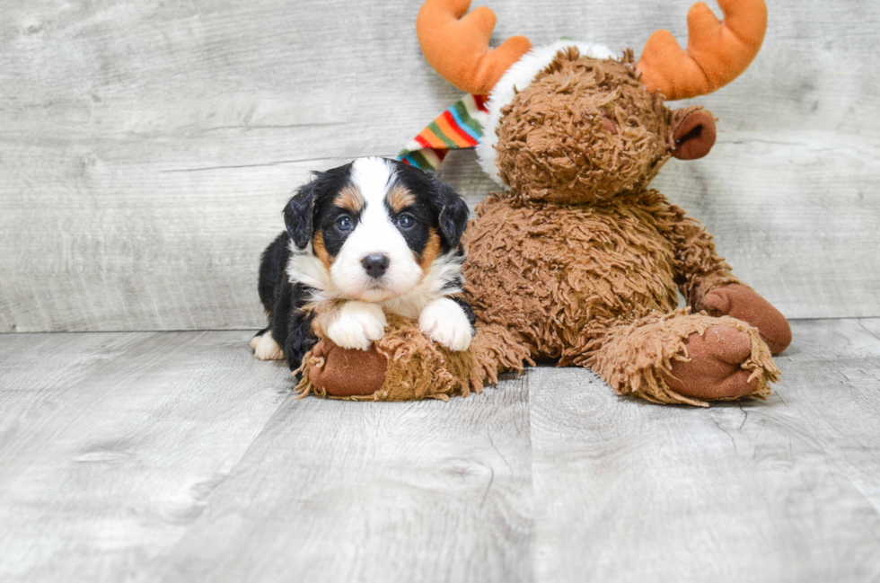 Best Mini Bernedoodle Baby