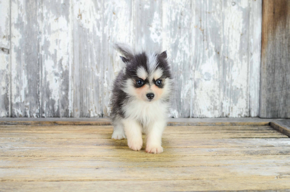 Fluffy Pomsky Designer Pup