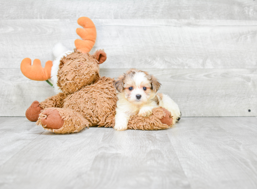 Energetic Yorkie Designer Puppy