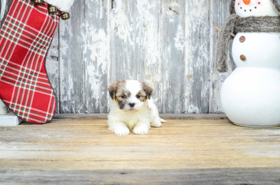 Best Teddy Bear Baby