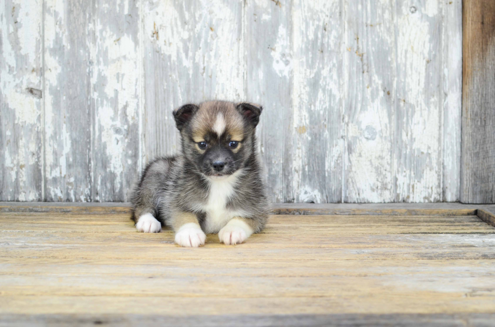 Adorable Mini Husky Designer Puppy