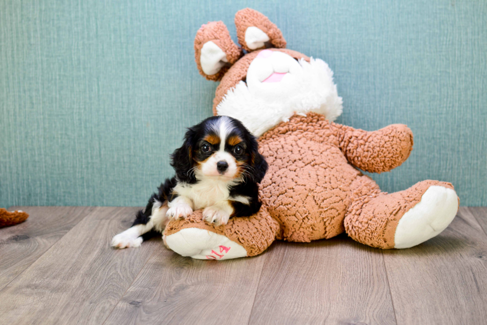 Hypoallergenic Cavalier King Charles Spaniel Purebred Pup