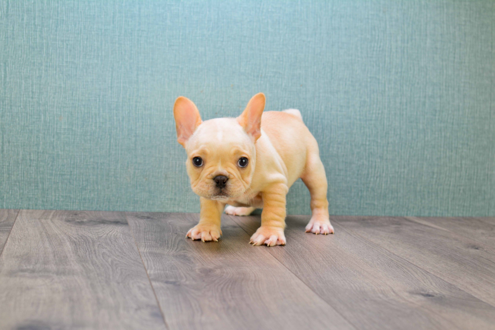 Best French Bulldog Baby