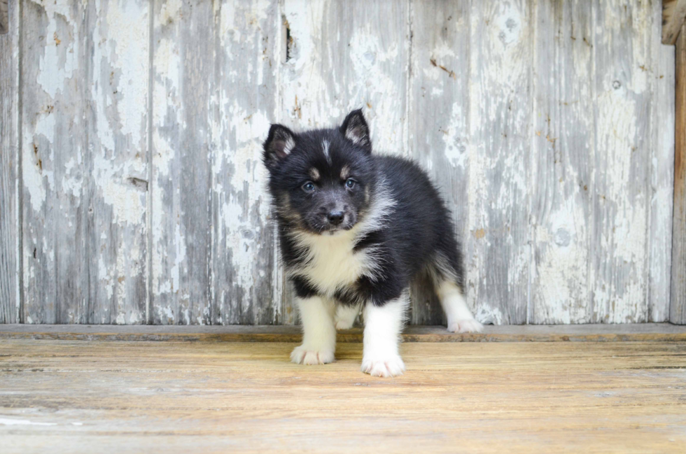 Happy Pomsky Baby
