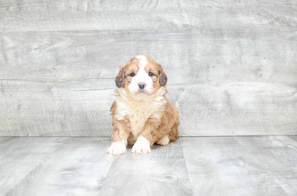 Energetic Bernadoodle Poodle Mix Puppy