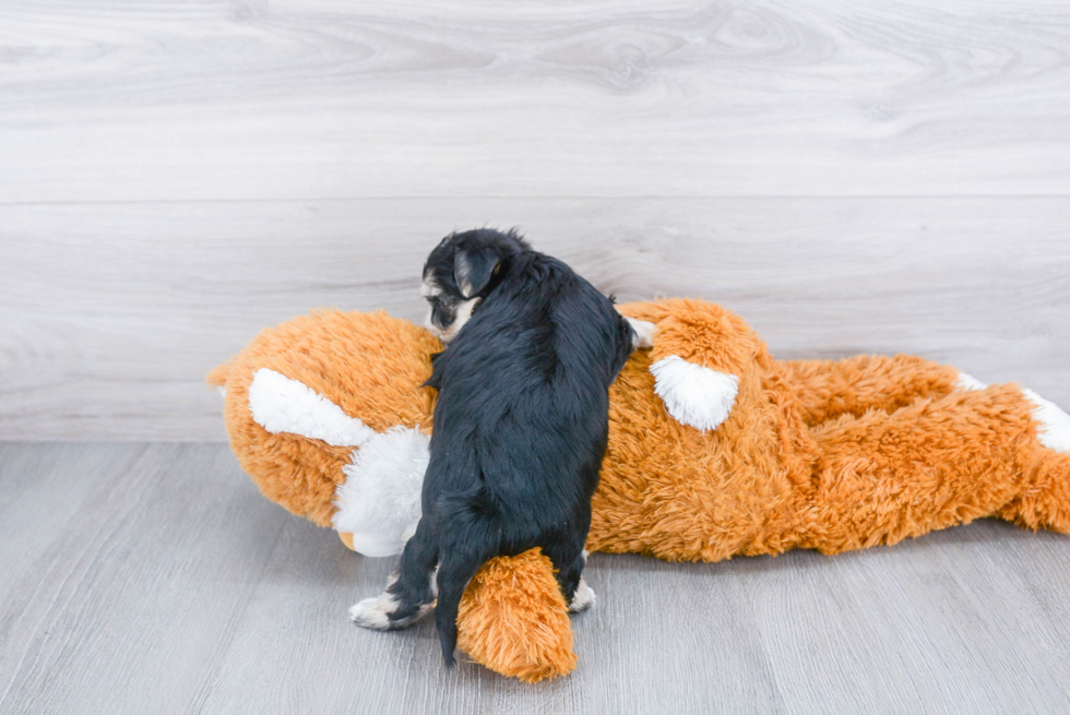 Morkie Puppy for Adoption