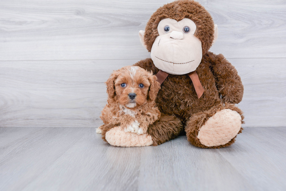 Cavapoo Puppy for Adoption