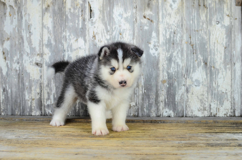 Fluffy Pomsky Designer Pup