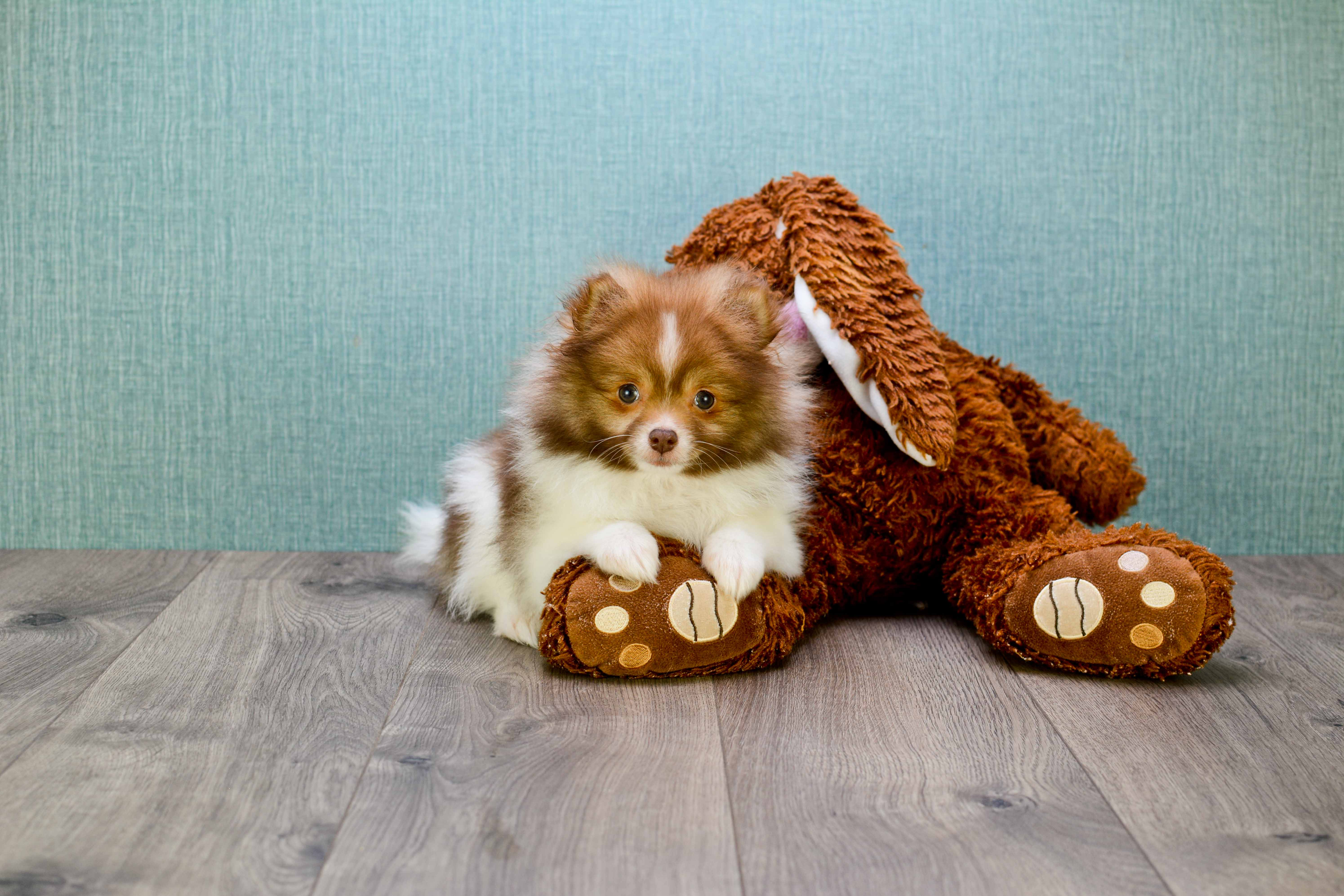 Cute Pomeranian Purebred Puppy