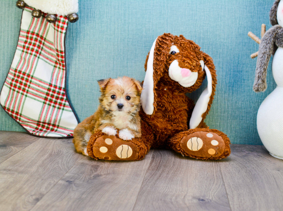 Petite Morkie Designer Pup