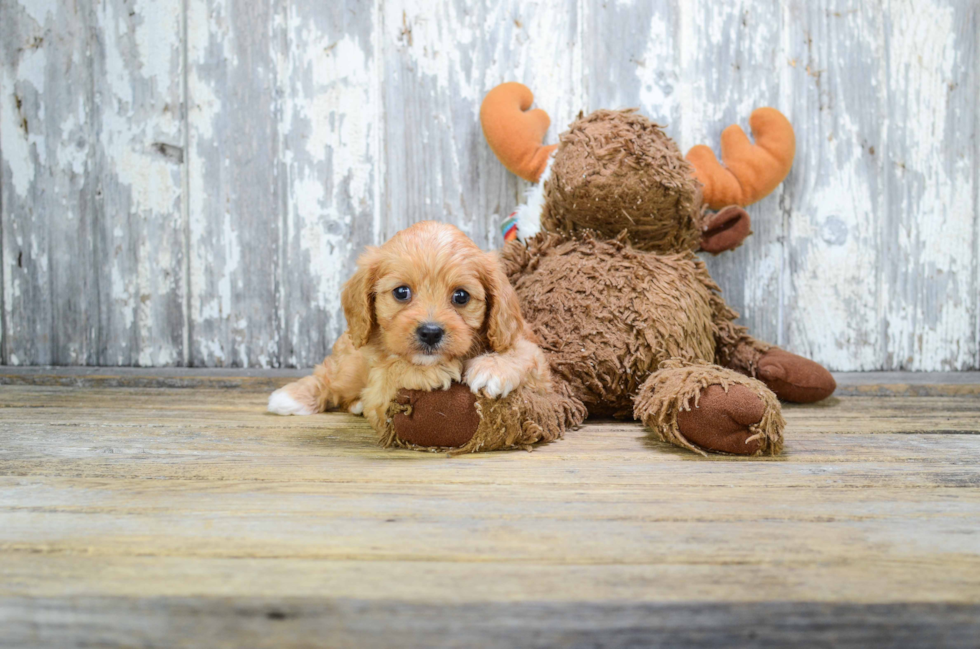 Cavapoo Puppy for Adoption