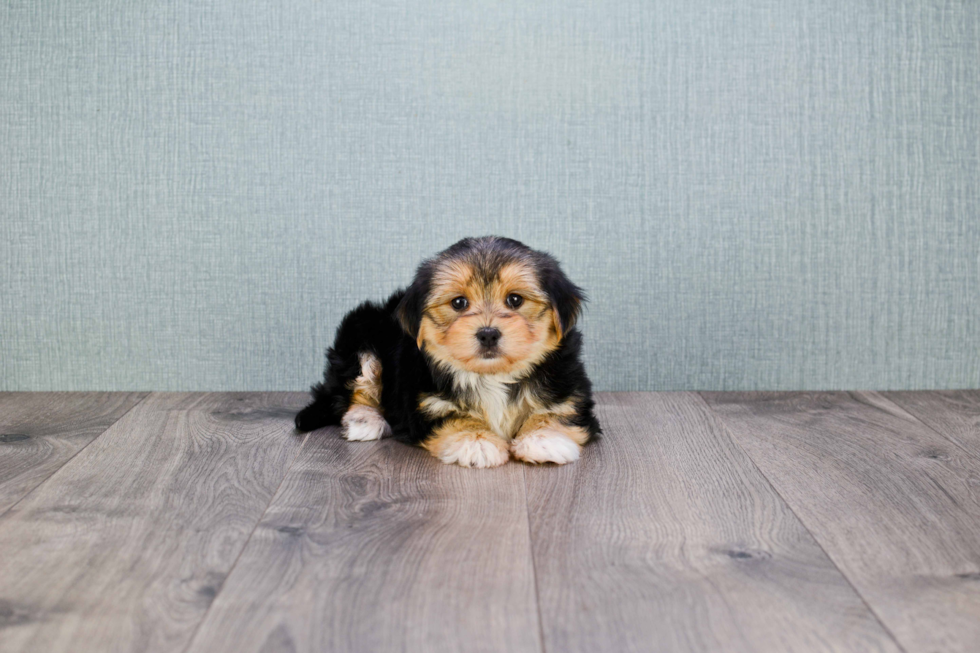 Morkie Pup Being Cute