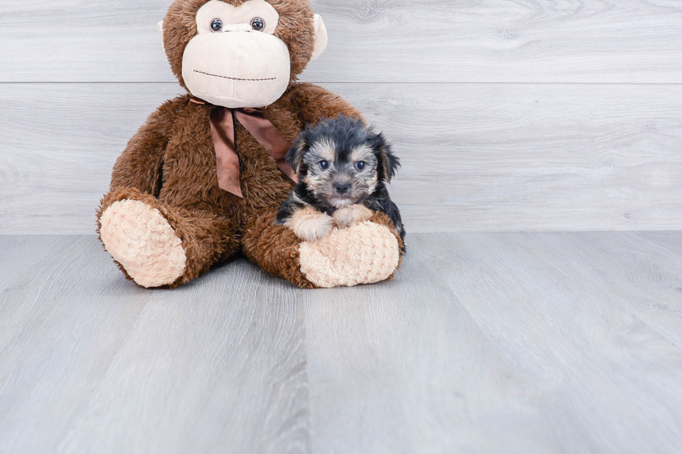 Friendly Morkie Baby