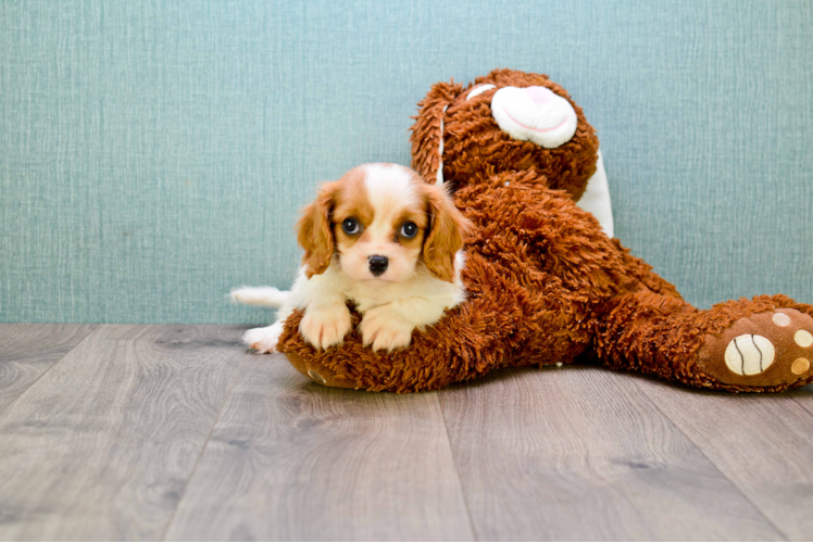 Best Cavalier King Charles Spaniel Baby