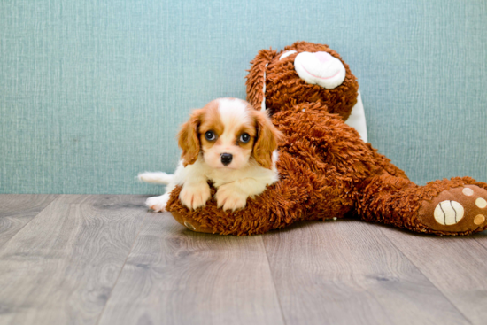Best Cavalier King Charles Spaniel Baby