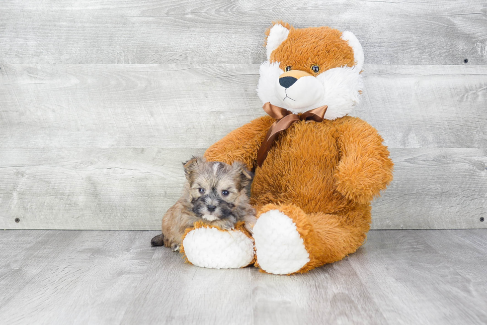 Petite Morkie Designer Pup