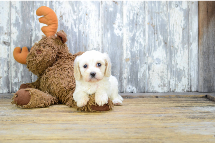 Energetic Cavalier Designer Puppy