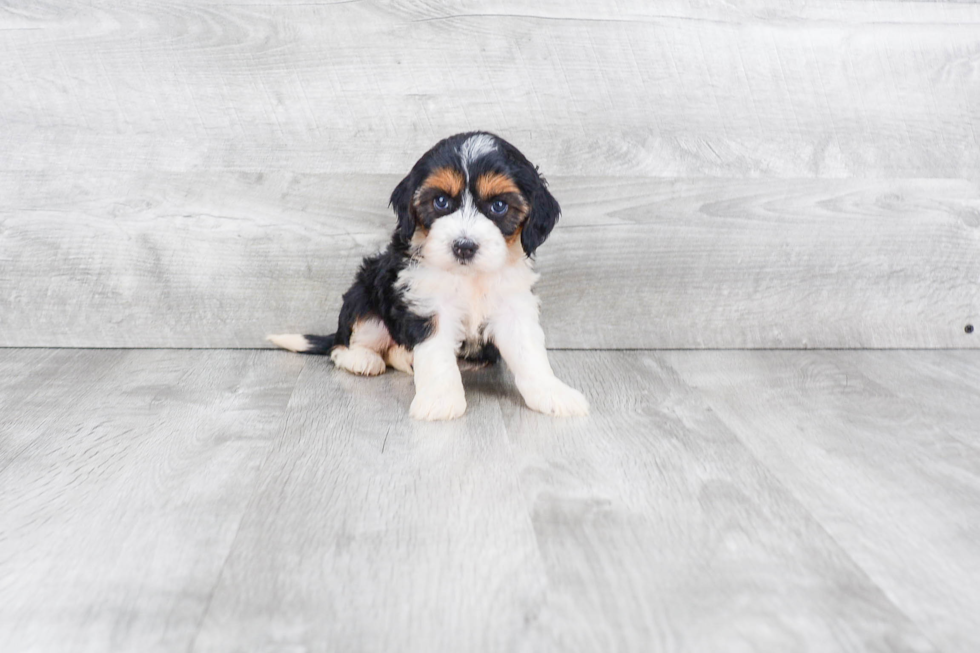 Cute Mini Bernedoodle Baby