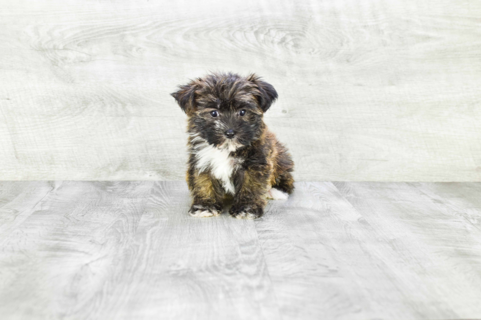 Morkie Pup Being Cute