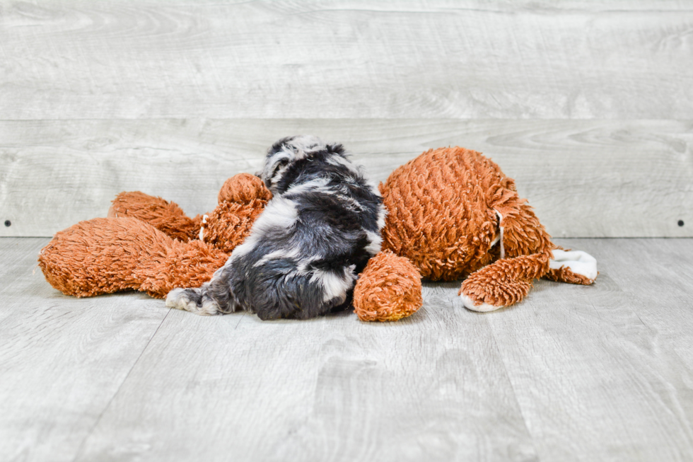 Hypoallergenic Aussiepoo Poodle Mix Puppy