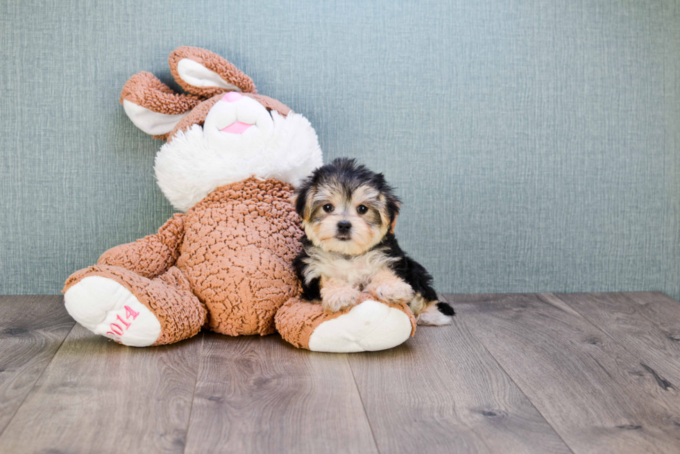 Happy Morkie Baby
